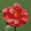 Baoshihua